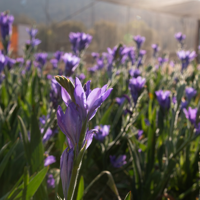 Babiana - Mixed - 25 bulbs p-pack