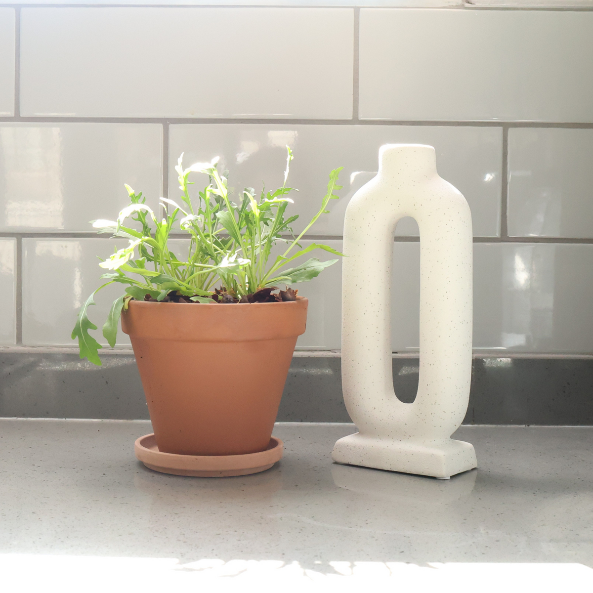 Wild Rocket Potted Herbs - Terracotta Pot & Saucer (2 options
