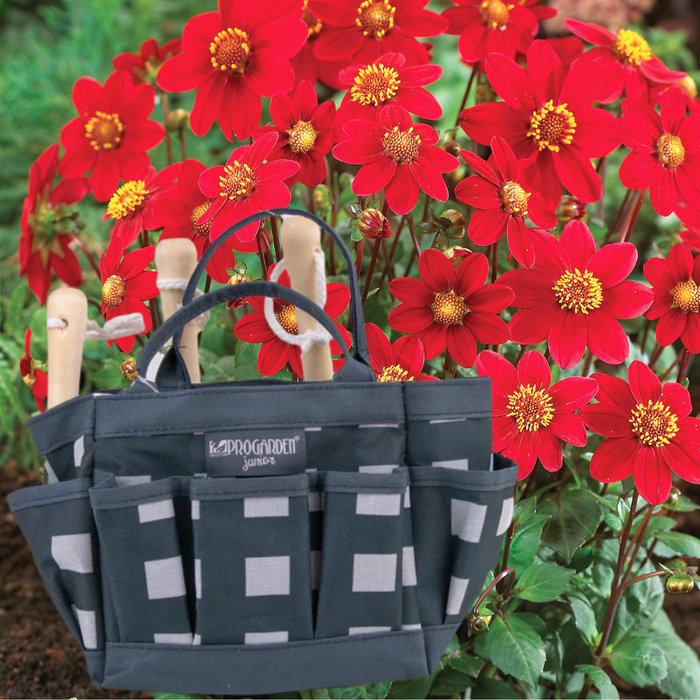 Little Buddies Dahlia Growing Set - 2 Colours & 5 Dahlia Options