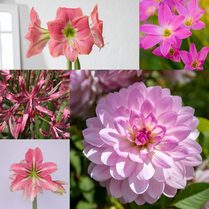 Grow Something Good – Think Pink Summer Box