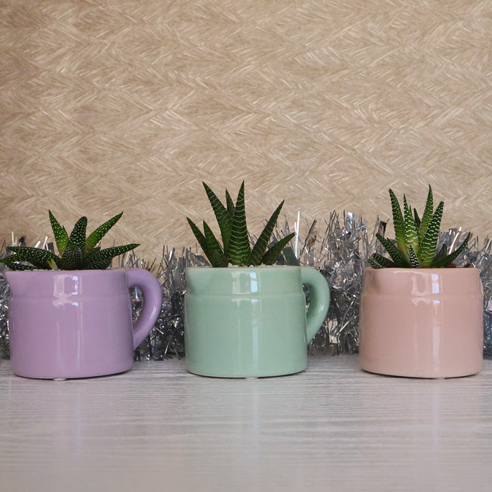 Festive Potted Succulent – Ceramic Jug (Purple, Pink & Green) - D7cm