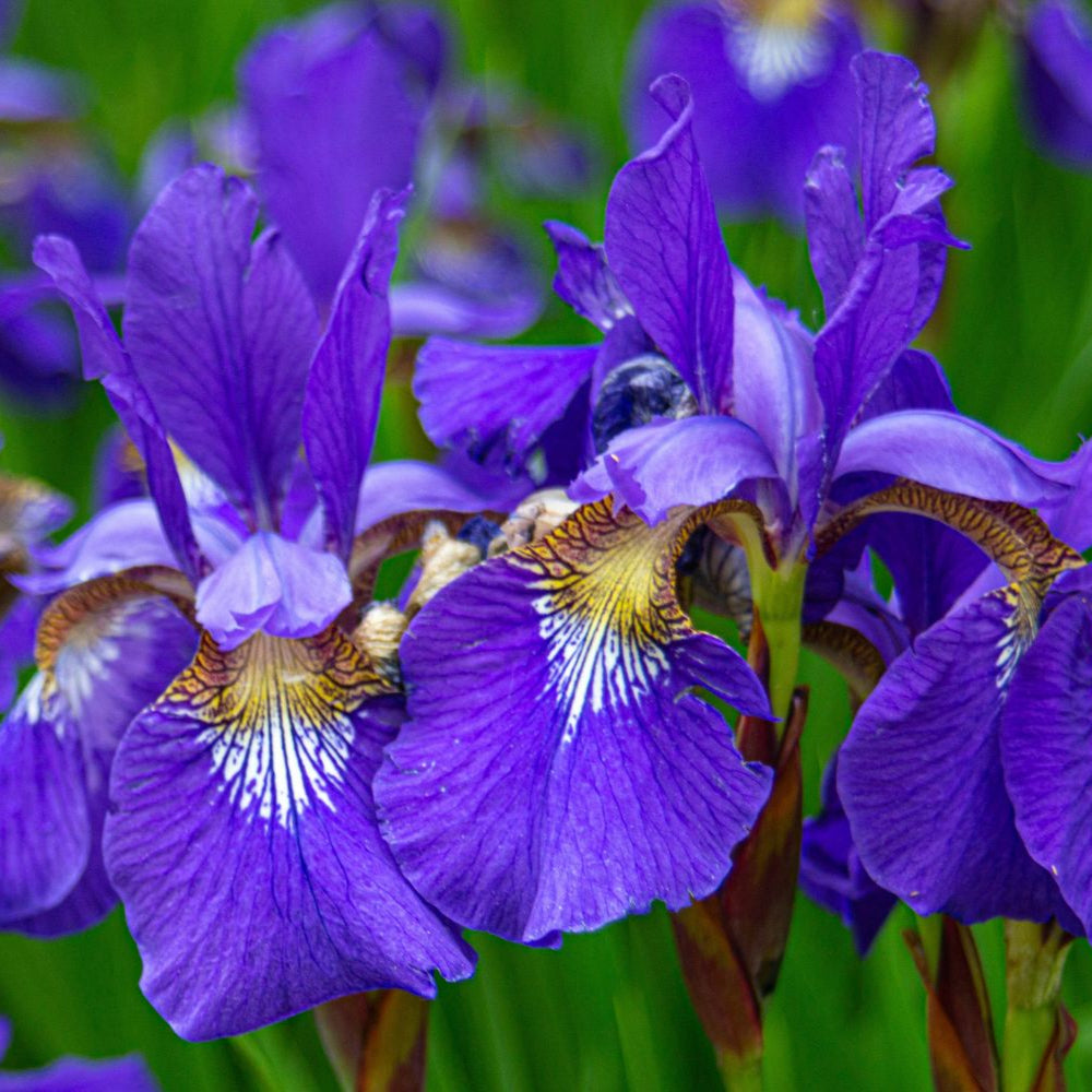 Bearded Iris