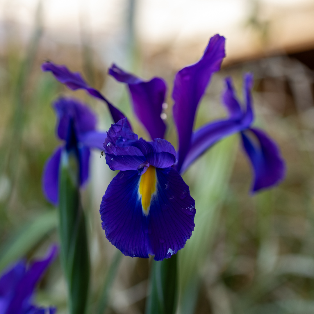 Dutch Iris
