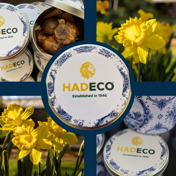 Hadeco 80th Anniversary Delft Series: Collector’s Keepsake Tin & Spring Daffodil Set