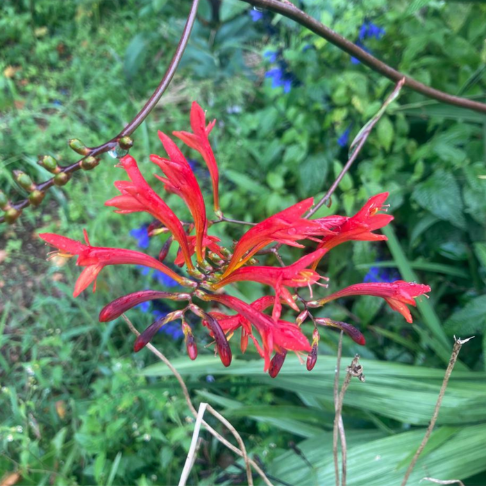 Crocosmia paniculata - 10 bulbs per pack