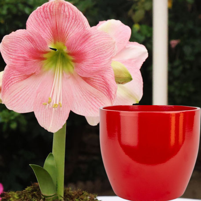 Potted Hippeastrum (amaryllis) - Choose Your Festive Colour Combo