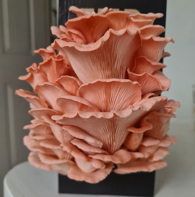 Summer grower - Pink Oyster Mushroom Box