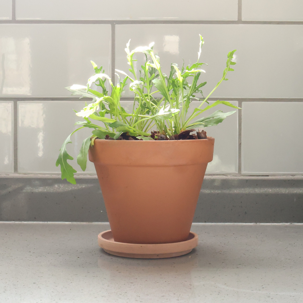 Wild Rocket Potted Herbs - Terracotta Pot & Saucer (2 options