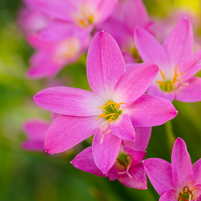 Grow Something Good – Think Pink Summer Box