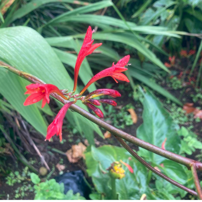 Crocosmia paniculata - 10 bulbs per pack