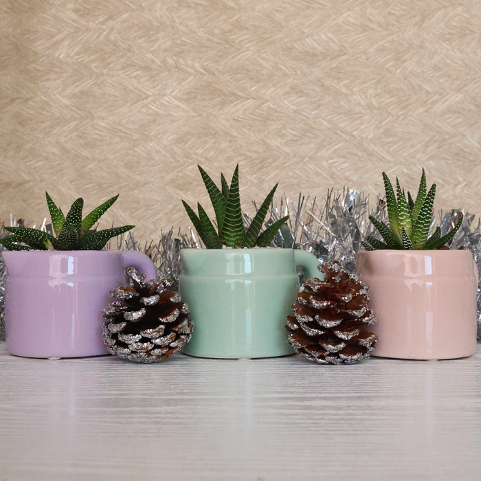 Festive Potted Succulent – Ceramic Jug (Purple, Pink & Green) - D7cm