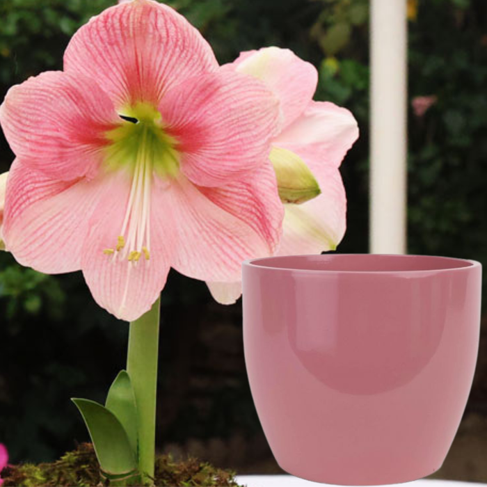Potted Hippeastrum (amaryllis) - Choose Your Festive Colour Combo