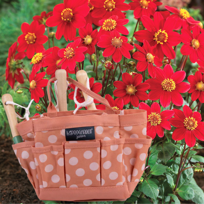 Little Buddies Dahlia Growing Set - 2 Colours & 5 Dahlia Options