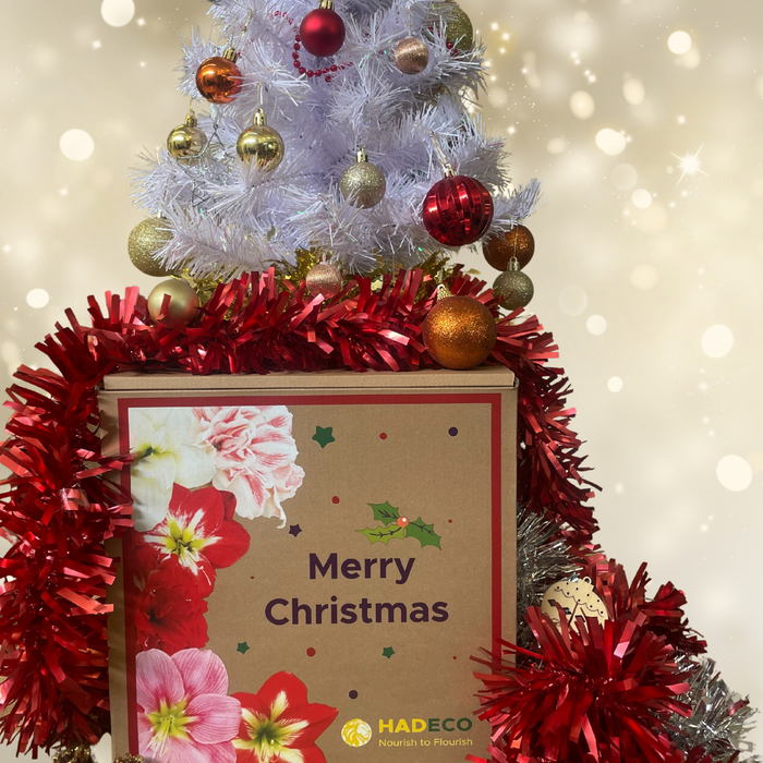 Christmas in a Box - Hippeastrum (amaryllis) Collection