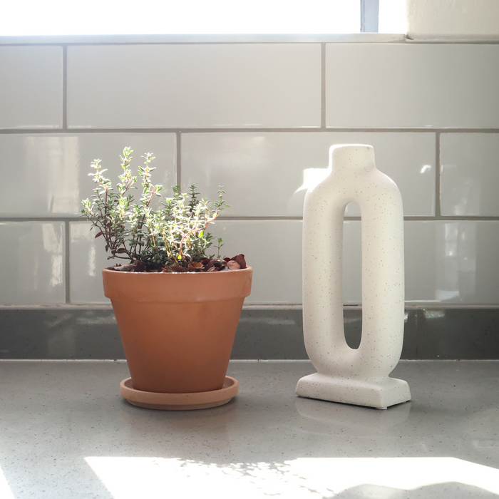 Thyme Potted Herbs - Terracotta Pot & Saucer (2 options)