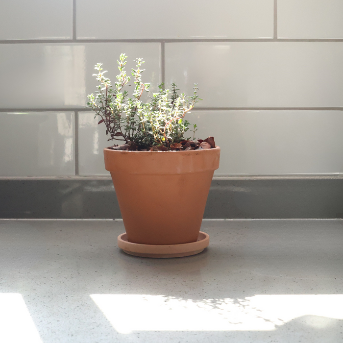 Thyme Potted Herbs - Terracotta Pot & Saucer (2 options)