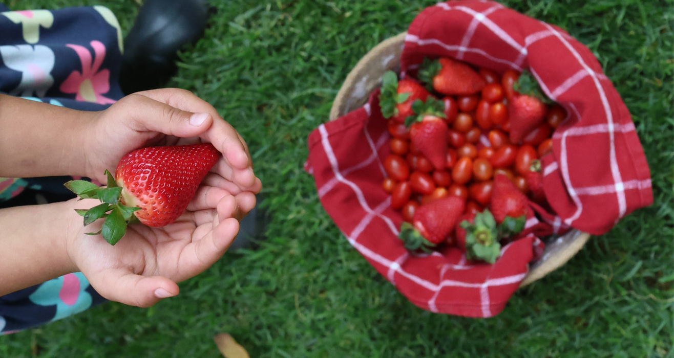 Little Sprouts Seed Growing Set - 2 Colours & Seed Options