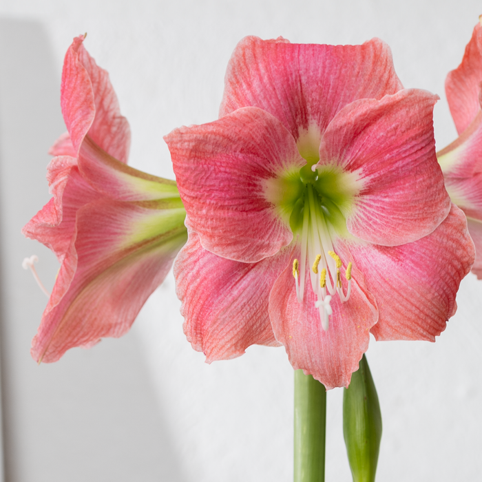 Grow Something Good – Think Pink Summer Box
