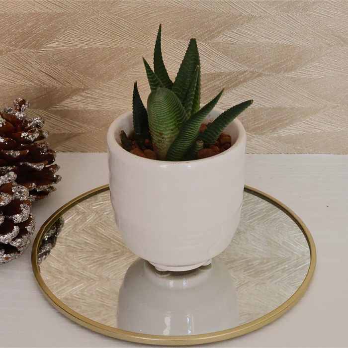 Festive Potted Succulent – Snow White Ceramic Pot (D7.5 cm)