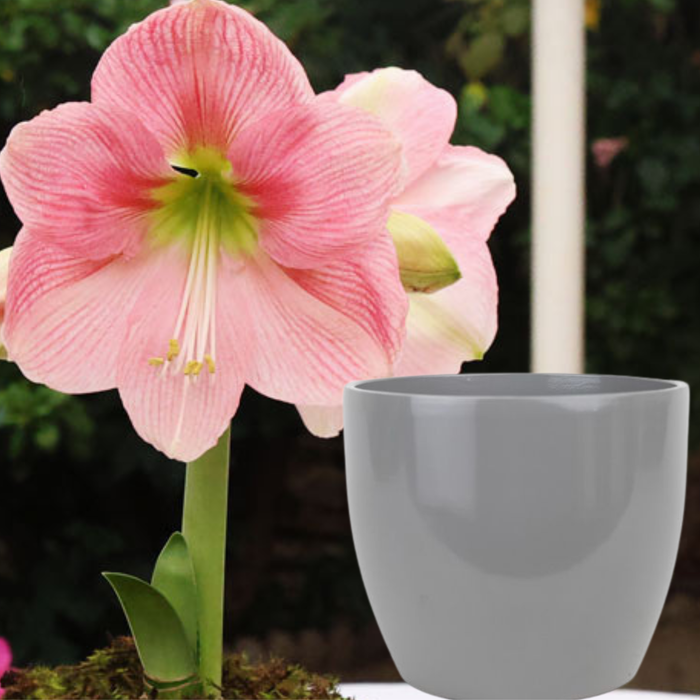 Potted Hippeastrum (amaryllis) - Choose Your Festive Colour Combo