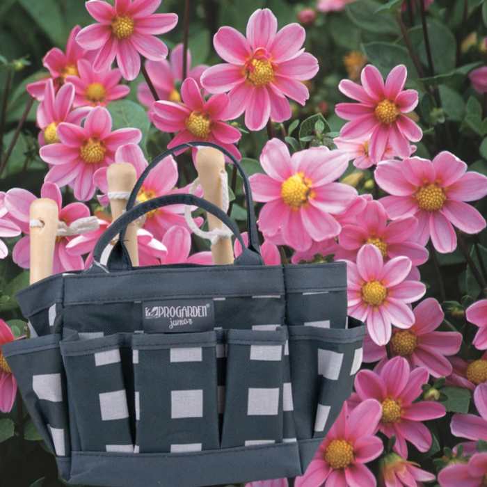 Little Buddies Dahlia Growing Set - 2 Colours & 5 Dahlia Options