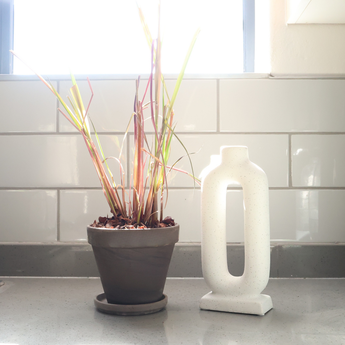 Terracotta Pot & Saucer - Lemongrass Potted Herbs - Various
