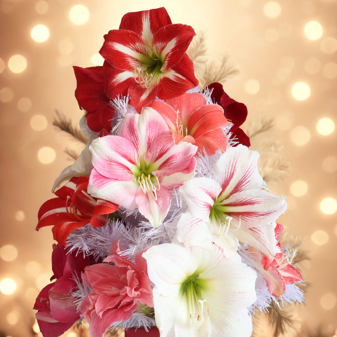 Festive Season Gifts