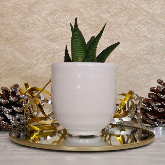 Festive Potted Succulent – Snow White Ceramic Pot (D7.5 cm)