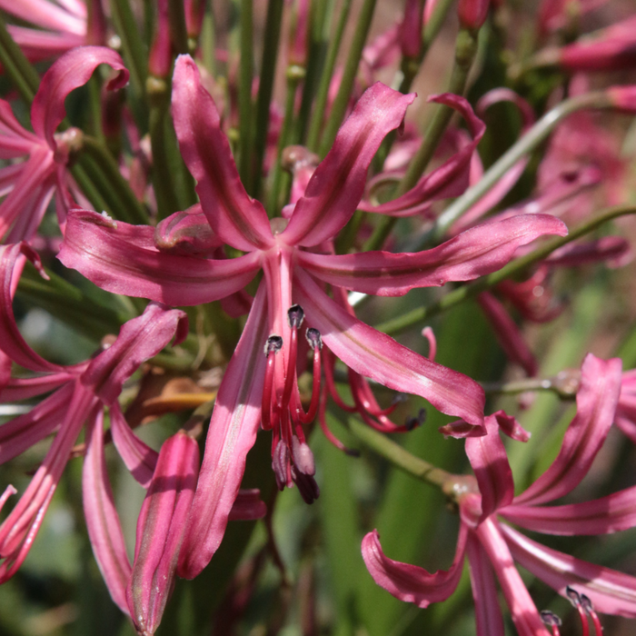 Grow Something Good – Think Pink Summer Box