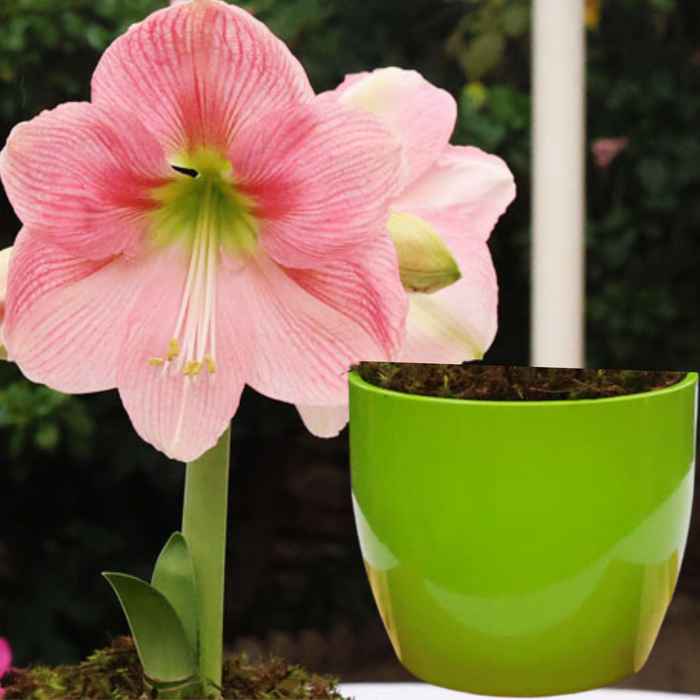 Potted Hippeastrum (amaryllis) - Choose Your Festive Colour Combo
