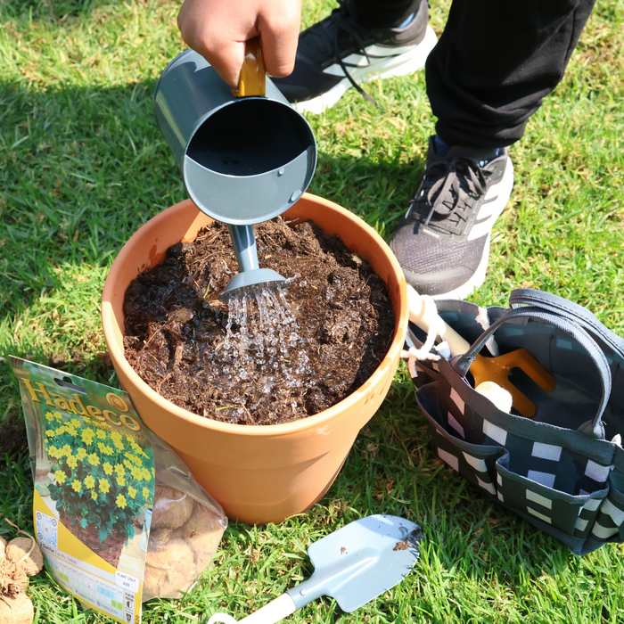 Little Buddies Dahlia Growing Set - 2 Colours & 5 Dahlia Options