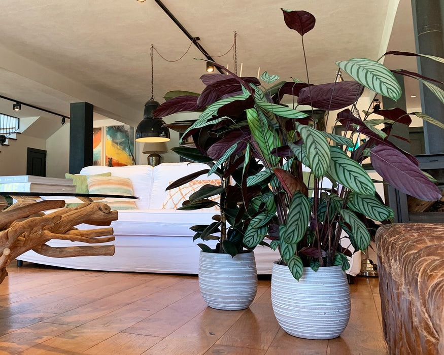 Handmade Ceramic Pot - Doris - Various Options