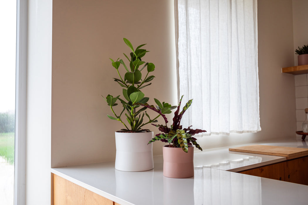 Diana Pot - Various Sizes & Colours