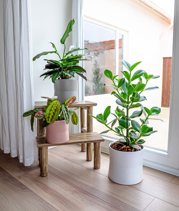 Diana Pot - Various Sizes & Colours