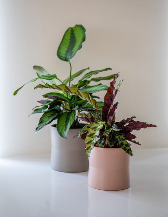 Diana Pot - Various Sizes & Colours