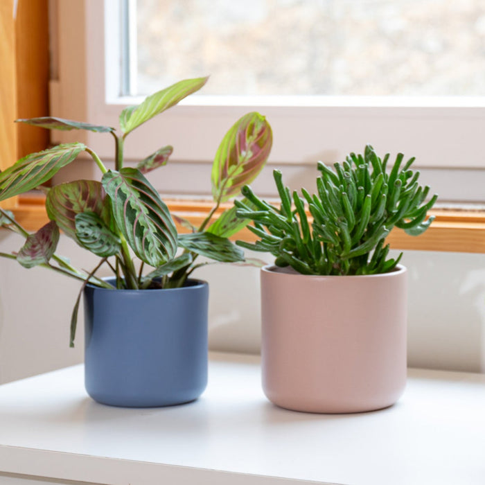 Juno Pot - Various Sizes & Colours