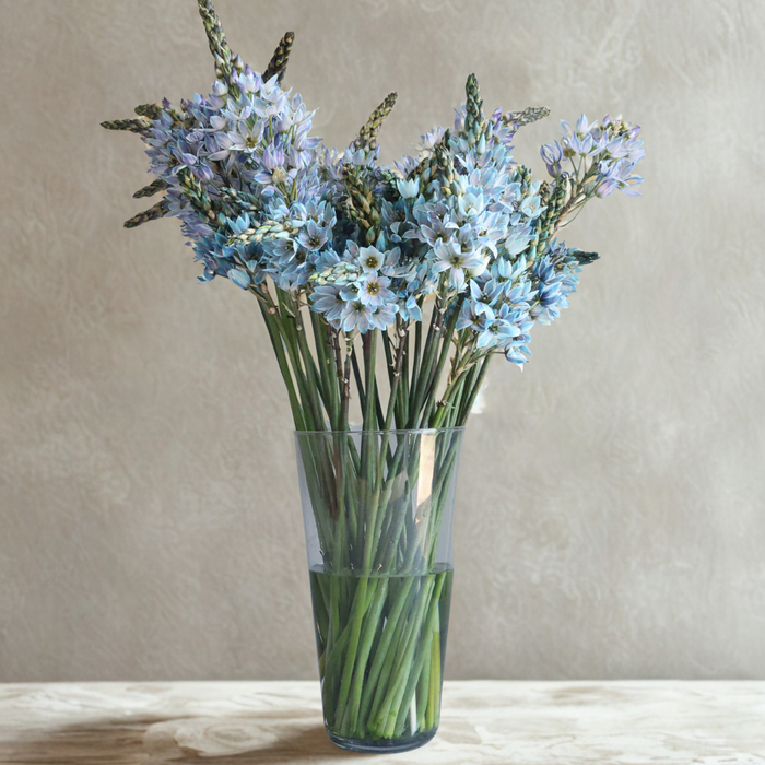 Essential Conical Vase - Various Sizes