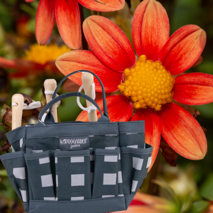 Little Buddies Dahlia Growing Set - 2 Colours & 5 Dahlia Options