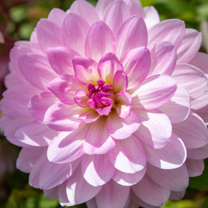 Grow Something Good – Think Pink Summer Box