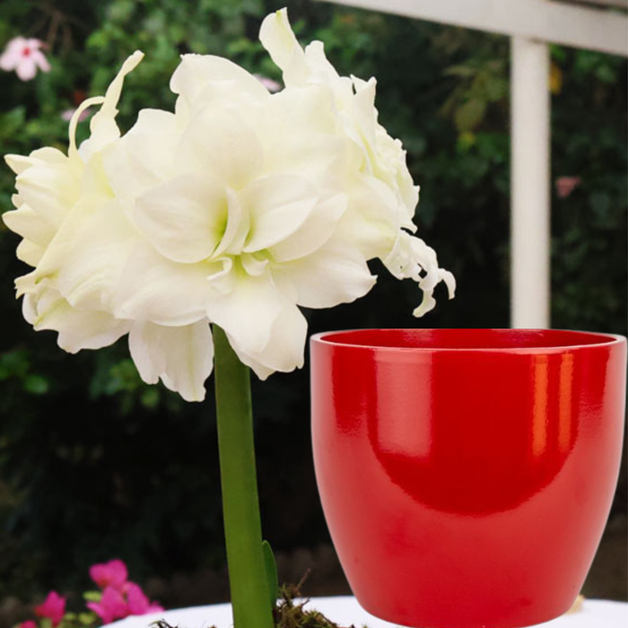 Potted Hippeastrum (amaryllis) - Choose Your Festive Colour Combo