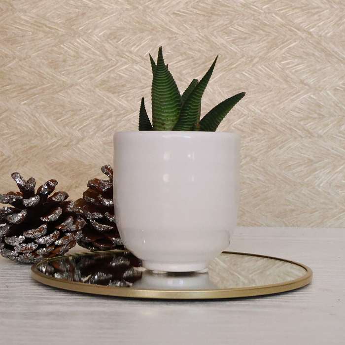 Festive Potted Succulent – Snow White Ceramic Pot (D7.5 cm)