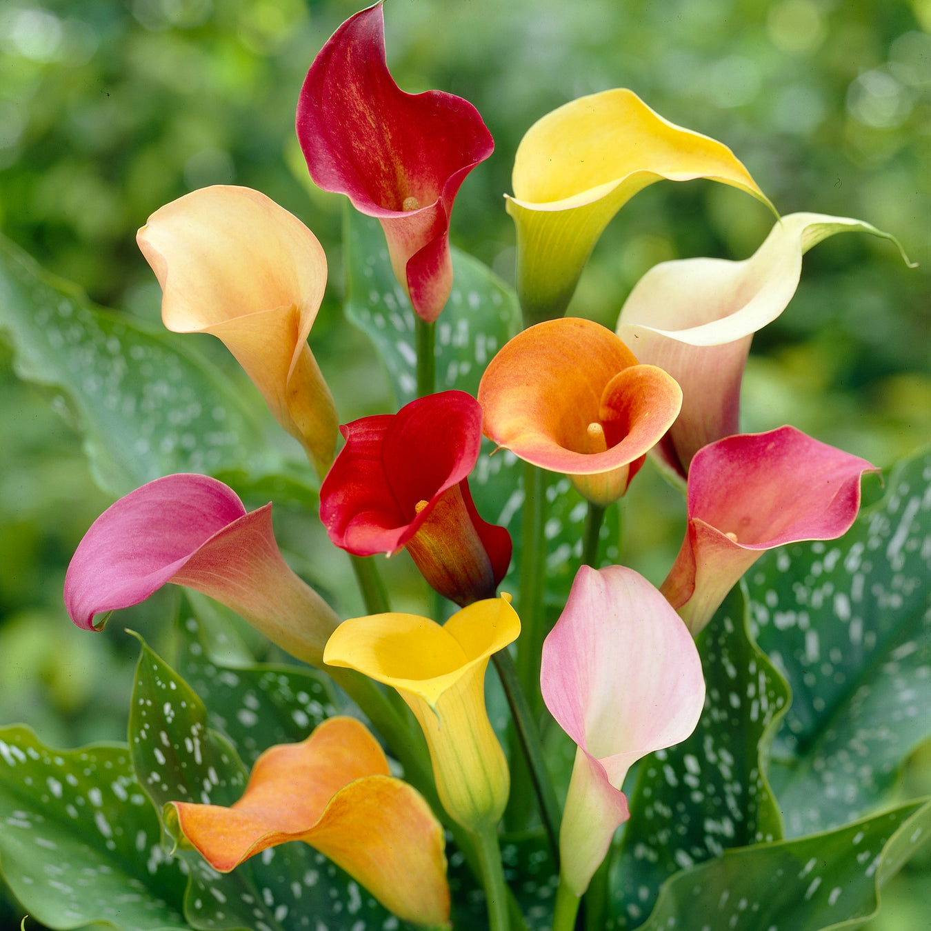 Zantedeschia