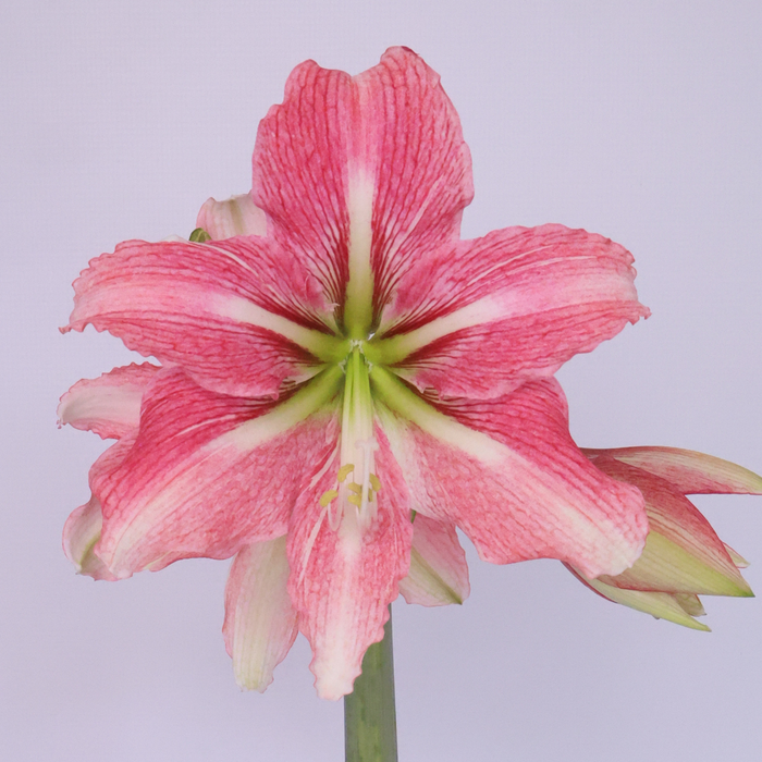 Grow Something Good – Think Pink Summer Box