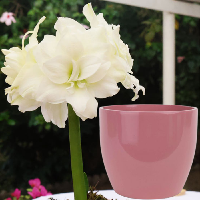 Potted Hippeastrum (amaryllis) - Choose Your Festive Colour Combo