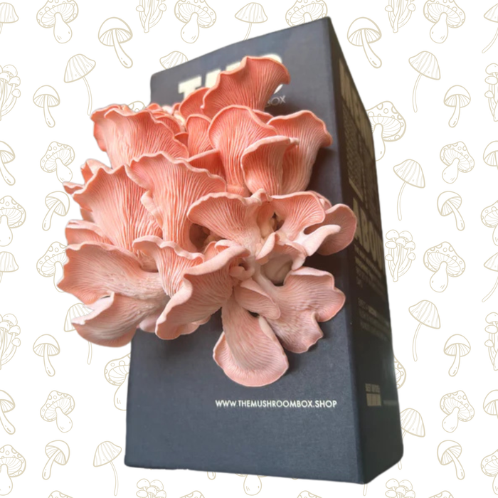 Summer grower - Pink Oyster Mushroom Box
