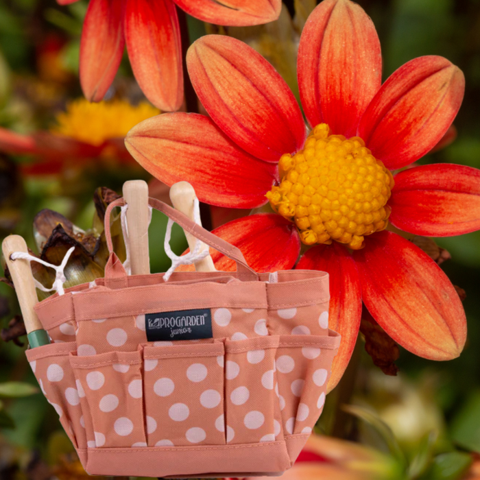 Little Buddies Dahlia Growing Set - 2 Colours & 5 Dahlia Options