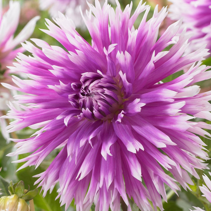 Dahlia Semi-Cactus/Fimbriata - Table Dancer - 1 bulb p-pack