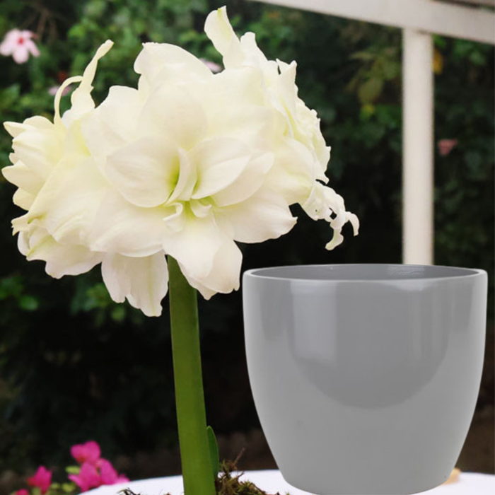 Potted Hippeastrum (amaryllis) - Choose Your Festive Colour Combo