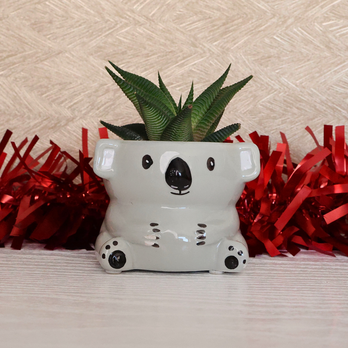 Festive Potted Succulent – Ceramic pot Koala - D7cm