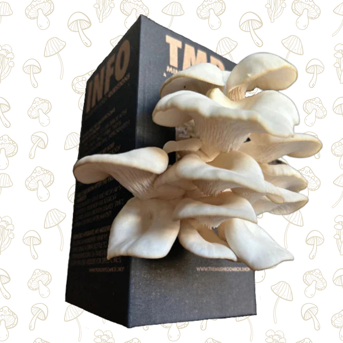 Easy Grower - White Oyster Mushroom Box